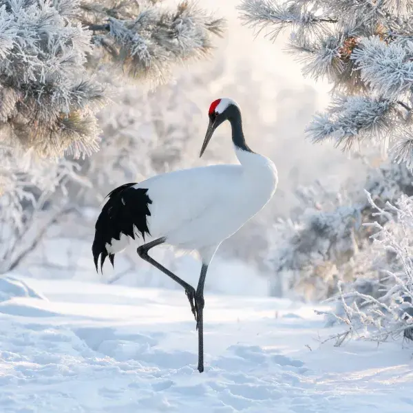 雪地中朱鹮单足站立图