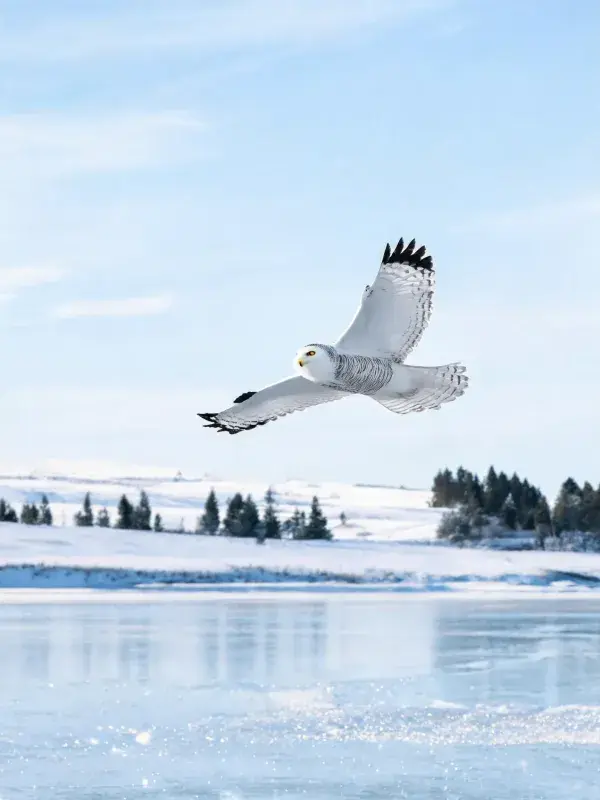 雪鸮低空掠过冰面场景