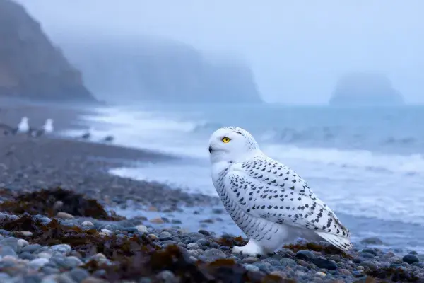 海滩岩石上雪鸮栖息状态