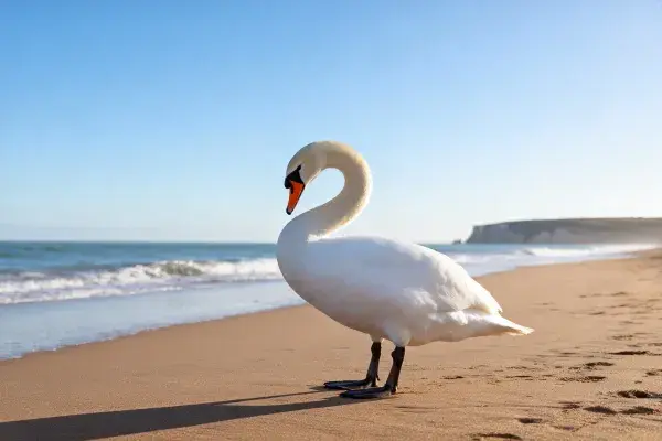 海滩上疣鼻天鹅站立姿态
