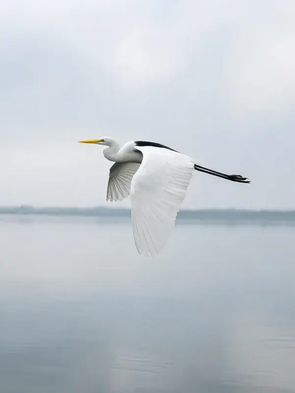 大白鹭低空掠过水域飞行图