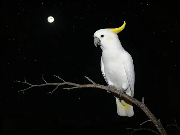 静夜枝桠上的硫磺色凤头鹦鹉