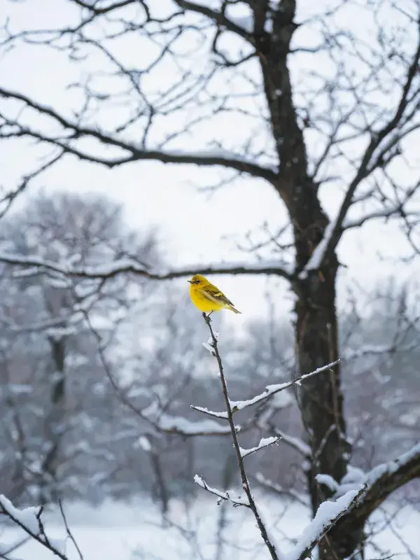 黄腹金翅雀栖息于雪覆树枝
