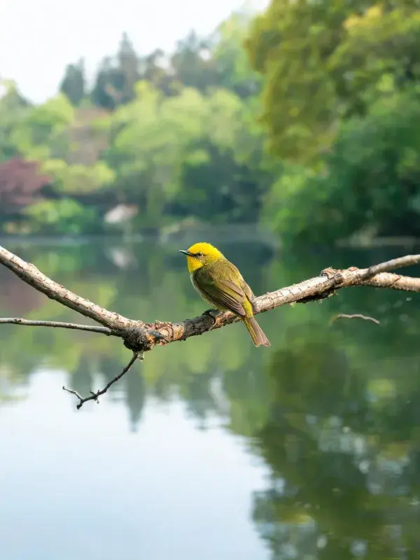 青叶鹎栖息于湖边树枝特写图