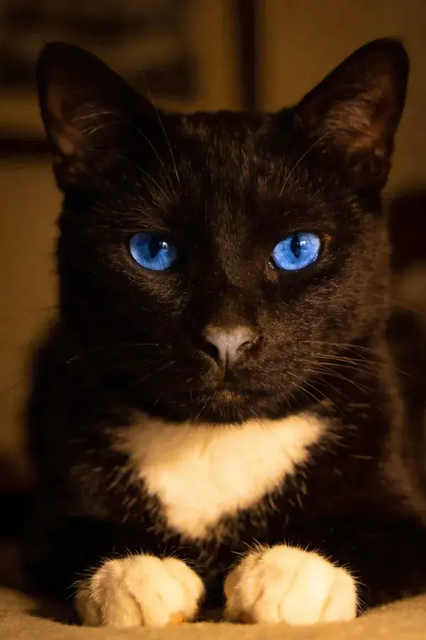 黑白短毛家猫特写镜头