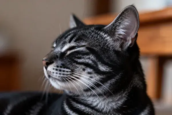 短毛虎斑猫的凝视瞬间