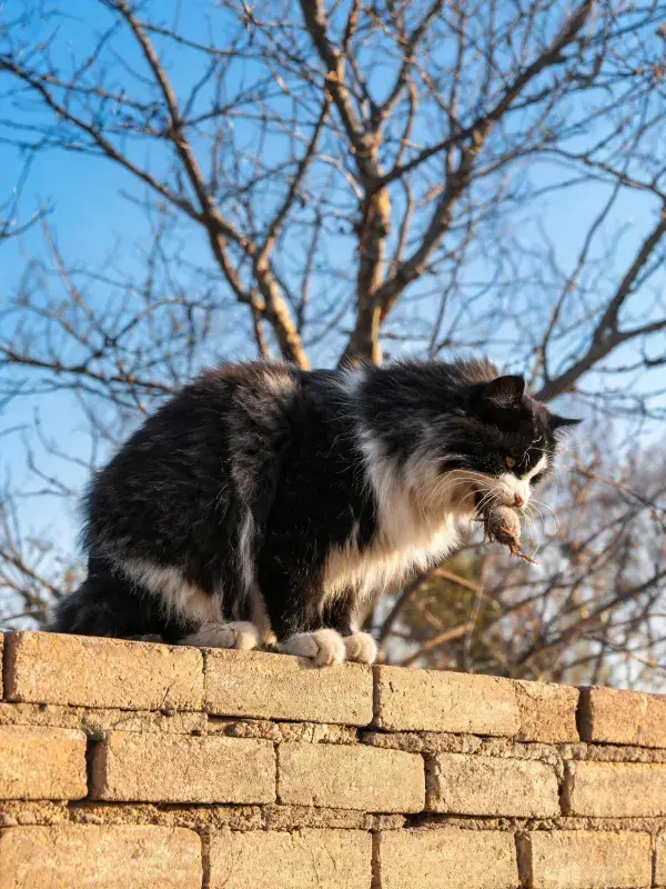 黑白长毛家猫咬着老鼠站在砖墙上