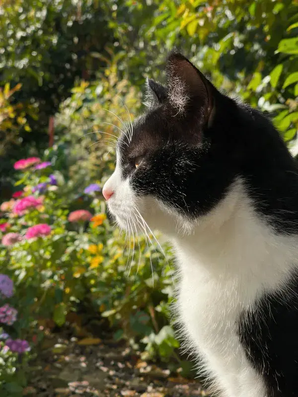 黑白短毛家猫于花园花丛间的凝视姿态