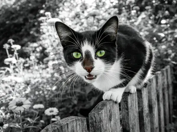 短毛家猫站立木栅栏上