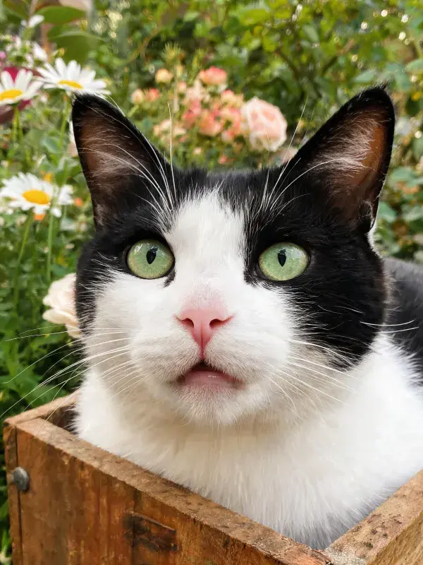 花园花箱内的黑白短毛家猫