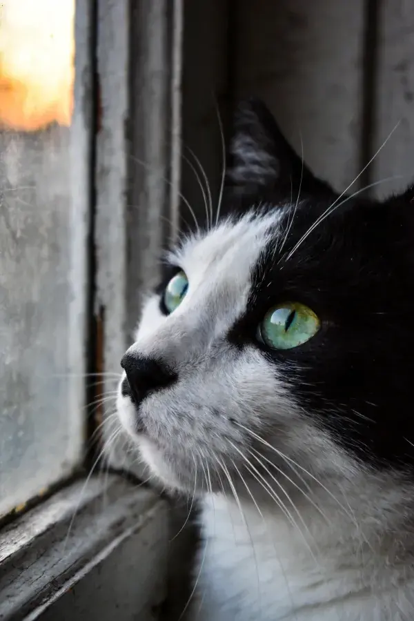 窗边眺望的黑白短毛家猫