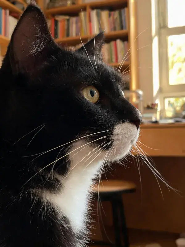 室内书架旁黑白短毛家猫图景