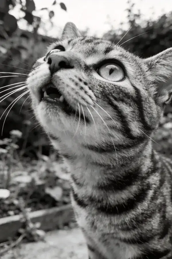 户外花园中抬头张望的短毛家猫