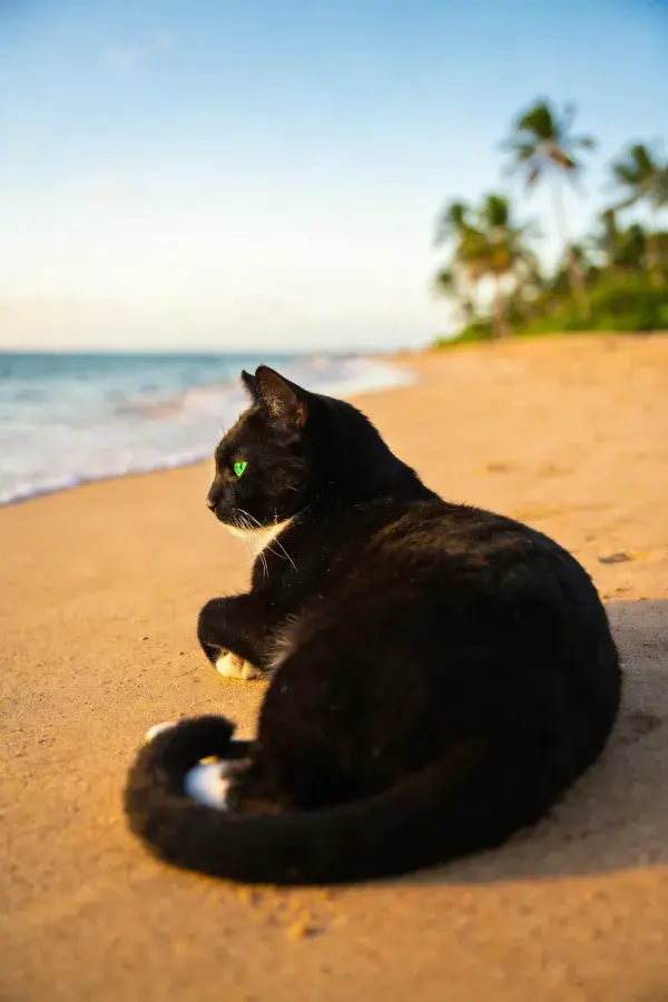 沙滩上短毛家猫凝视远方