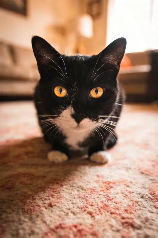 短毛家猫凝视镜头瞬间