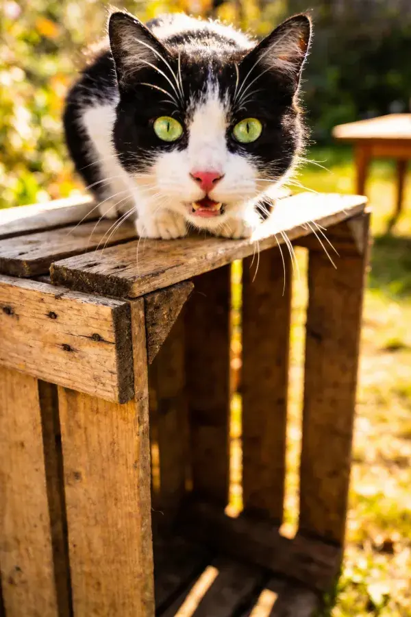 黑白短毛家猫趴在木箱上