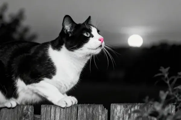 黑白短毛家猫的围栏观察瞬间