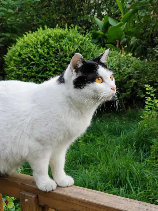 黑白短毛家猫于木栏处眺望