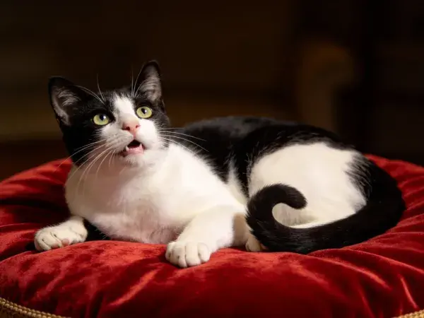 红色绒面软垫上的黑白短毛家猫休憩图