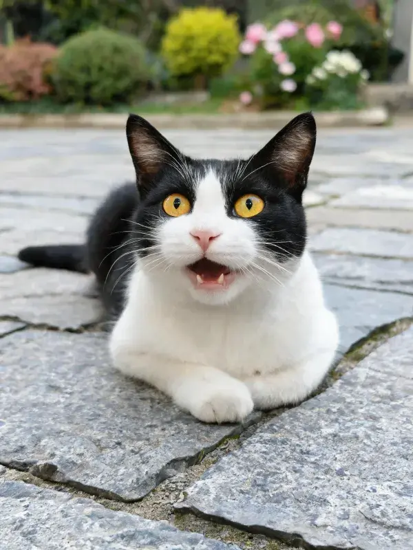 黑白短毛家猫在石板路上的姿态