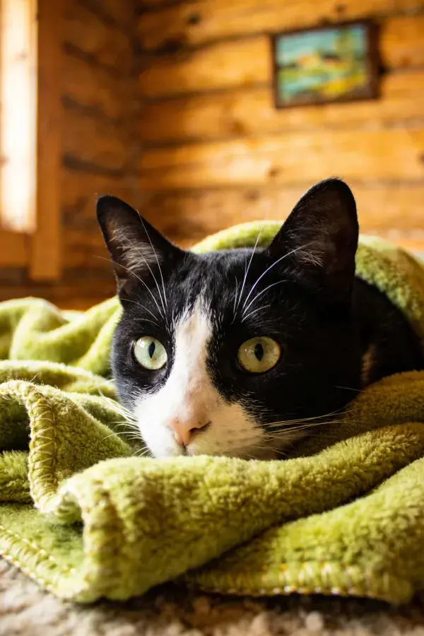 露出半张脸的黑白色短毛家猫在木屋内