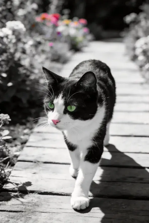 花园木道上的黑白短毛家猫