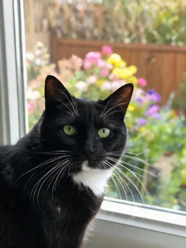 黑白短毛家猫于窗边凝视