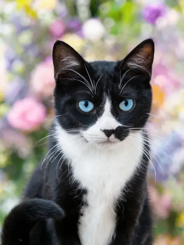 黑白蓝眼短毛家猫于花卉背景前