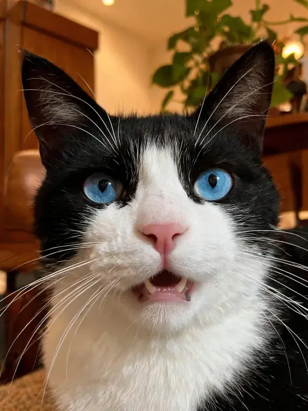 短毛家猫注视镜头于客厅环境