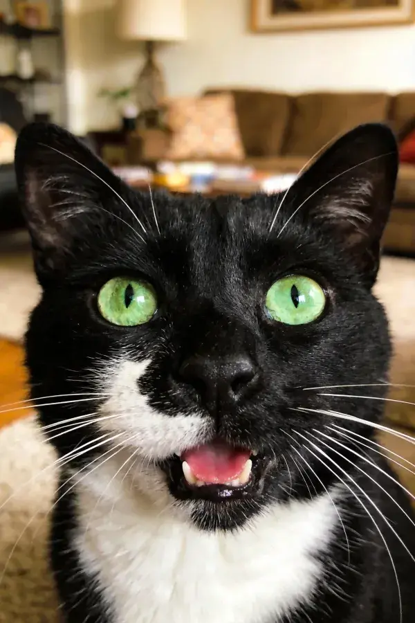 黑白短毛家猫面部特写