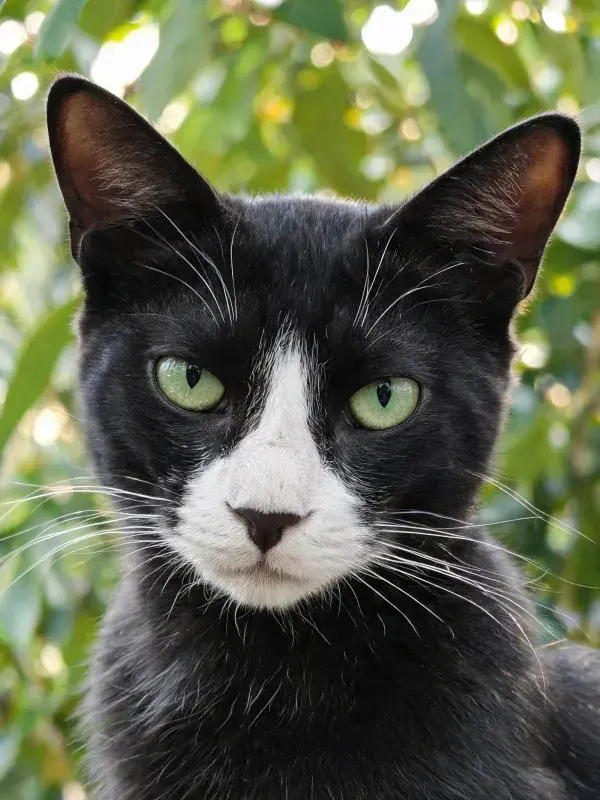 黑白短毛家猫于绿植背景前的凝视姿态