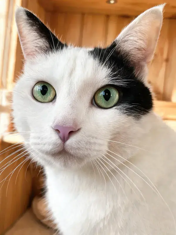 凝视镜头的黑白短毛家猫