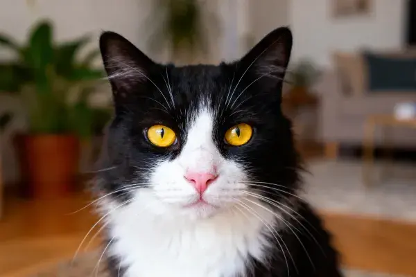 黑白短毛家猫特写近景