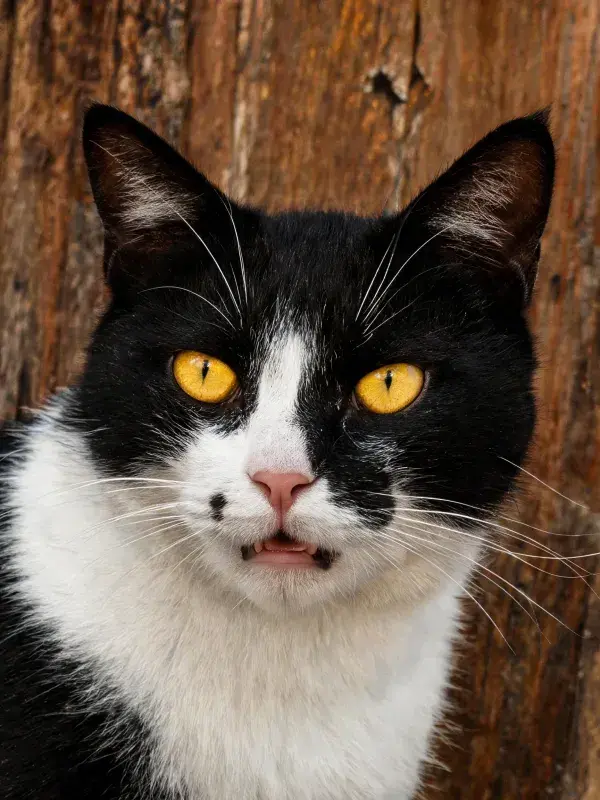黑白短毛家猫注视镜头