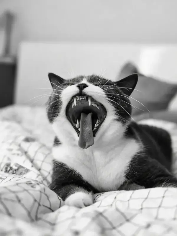 黑白短毛家猫张嘴打哈欠的画面