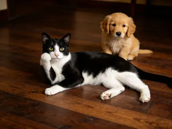 短毛家猫躺卧与金毛幼犬在木质地板