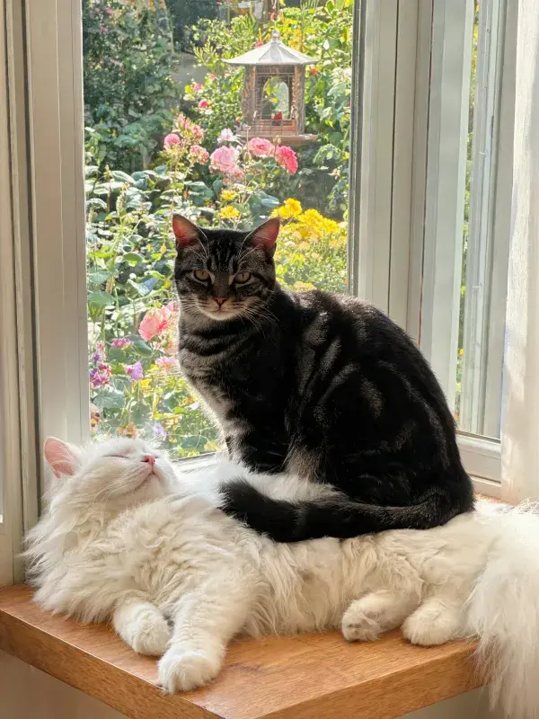 窗台上的两只猫咪与花园景色