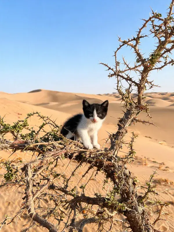 沙漠灌木丛上的黑白短毛家猫