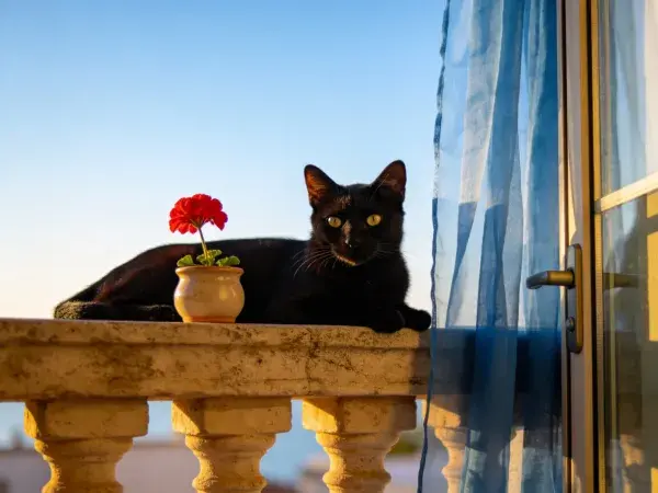 短毛黑猫在阳台栏杆处休憩