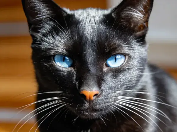 凝视镜头的黑色蓝眼短毛猫