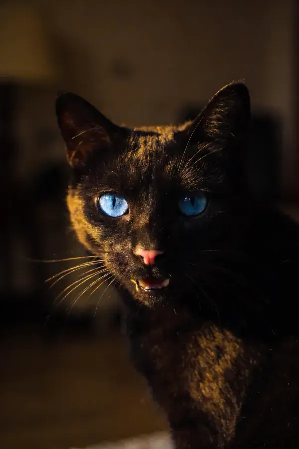 室内光影下的蓝眼睛黑猫