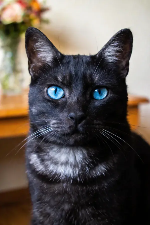 室内暖光下的蓝眼黑短毛家猫