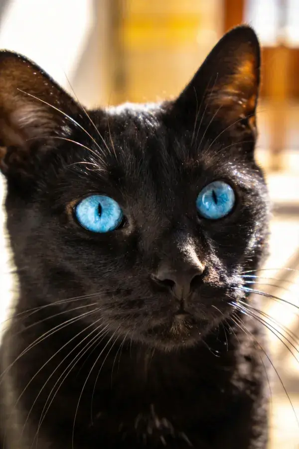 阳光下蓝眼睛短毛黑猫特写