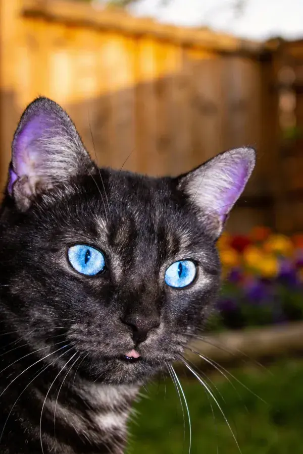 青灰短毛家猫在花园木栅栏旁凝视