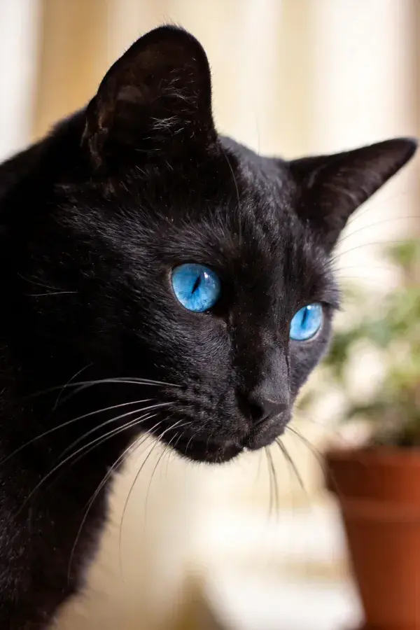 室内光线下的蓝眼黑猫