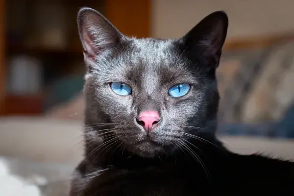 室内环境中凝视的灰短毛猫