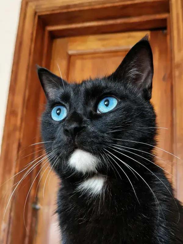 黑色蓝眼短毛家猫近景拍摄