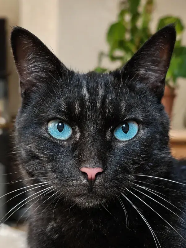 蓝眼睛短毛猫的特写细节