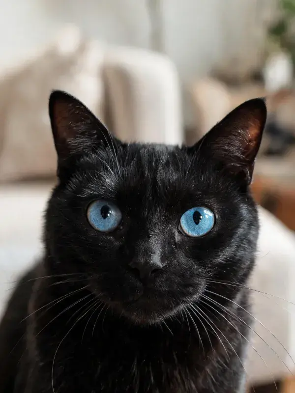 客厅环境中蓝眼睛黑猫特写