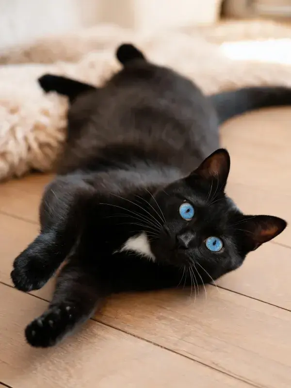 蓝眼睛短毛猫在木质地板上的姿态特写